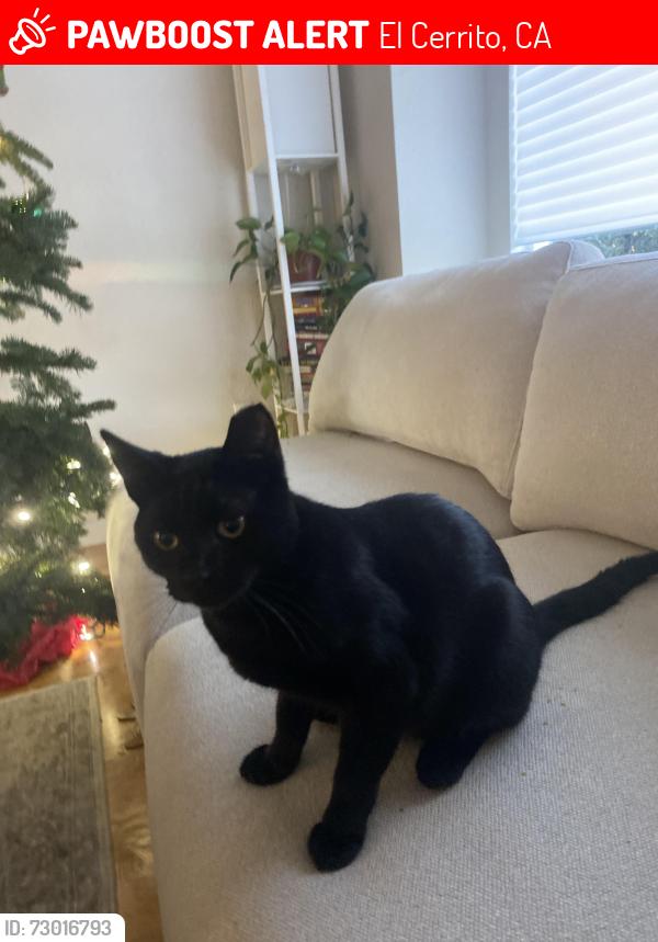 Lost Male Cat last seen 52nd street/Protrero, El Cerrito, CA 94530