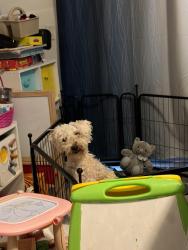 Lost Male Dog last seen Meadowview Drive, Sacramento, CA 95823