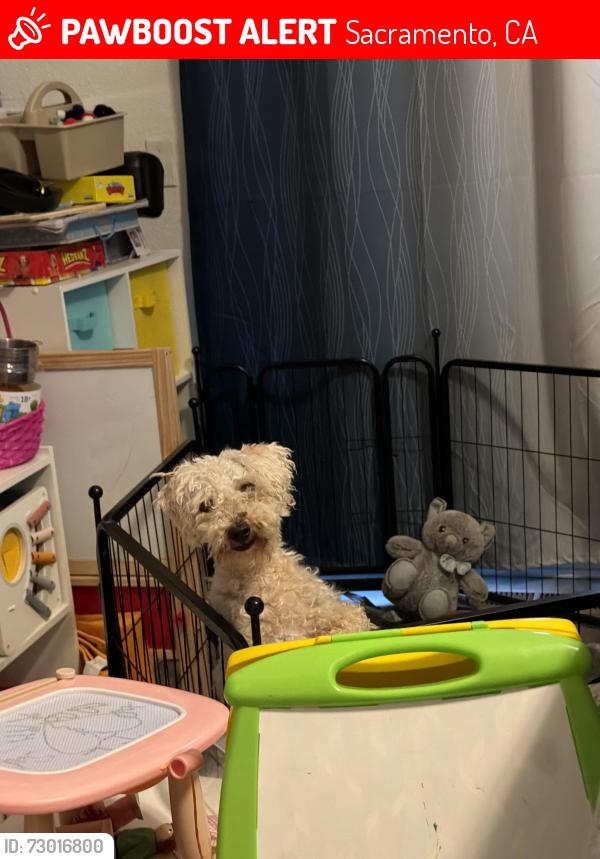 Lost Male Dog last seen Meadowview Drive, Sacramento, CA 95823