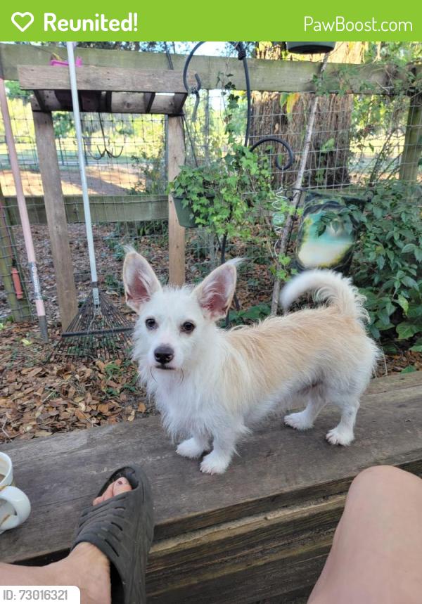 Reunited Male Dog last seen Trilby rd, Brooksville Fla, Hernando County, FL 34602