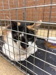 Shelter Stray Unknown Cat last seen Near honeysuckle way, Desoto, TX, 1150 E Pleasant Run Rd, Cedar Hill, TX 75104, USA