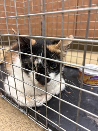 Shelter Stray Unknown Cat last seen Near honeysuckle way, Desoto, TX, 1150 E Pleasant Run Rd, Cedar Hill, TX 75104, USA