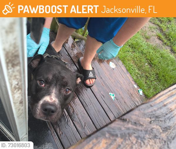 Found/Stray Male Dog last seen Near dinsmore whinery, Jacksonville, FL 32219