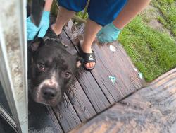 Found/Stray Male Dog last seen Near dinsmore whinery, Jacksonville, FL 32219