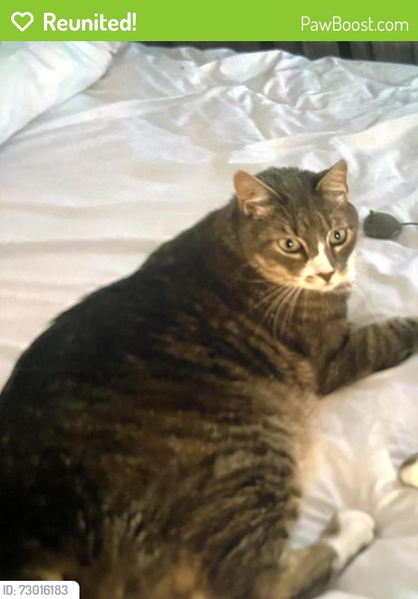 Reunited Male Cat last seen Cawthra and Beckenridge (S of Burnamthorpe) , Mississauga, ON L5A 2Y3