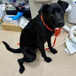 Shelter Stray Female Dog last seen , , CA, 1101 29th Ave, Oakland, CA 94601, USA