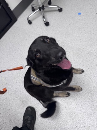 Shelter Stray Female Dog last seen 34th st & telegraph ave, Oakland, CA, 1101 29th Ave, Oakland, CA 94601, USA