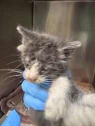 Shelter Stray Male Cat last seen Near 77th av, Oakland, CA, 1101 29th Ave, Oakland, CA 94601, USA