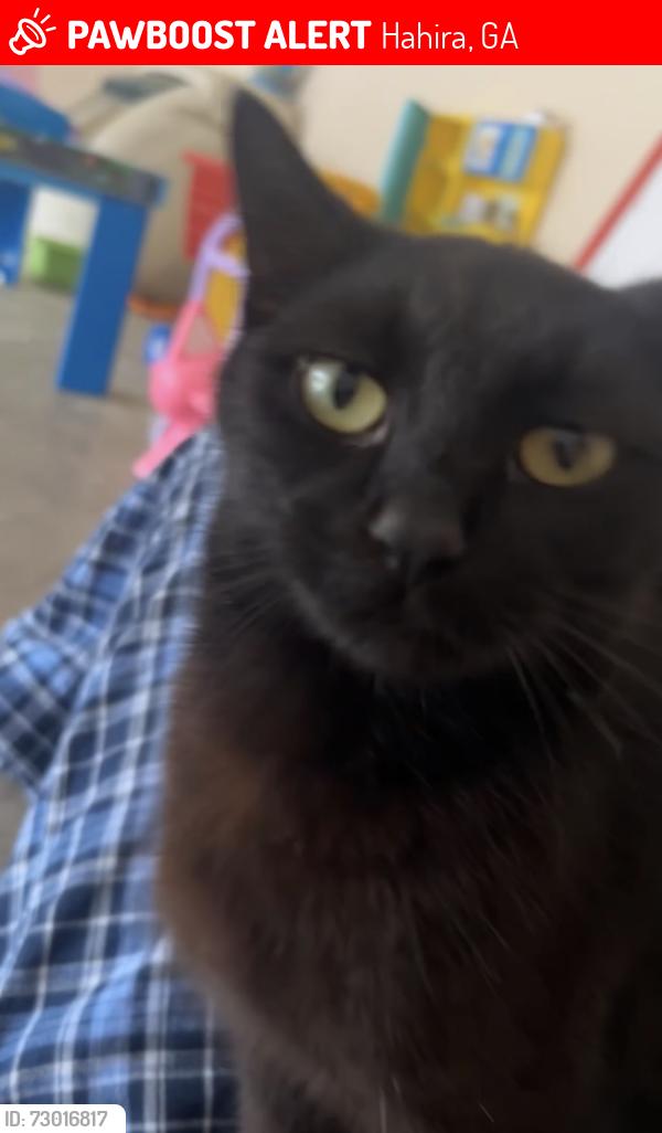 Lost Female Cat last seen N Haven Bride Rd, E Main St, Coppage Rd, ETC., Hahira, GA 31632