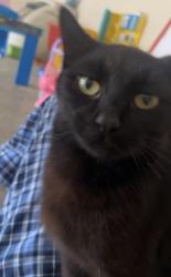 Lost Female Cat last seen N Haven Bride Rd, E Main St, Coppage Rd, ETC., Hahira, GA 31632