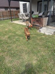 Reunited Female Dog last seen Around Tin cup dr tx, Arlington, TX 76001