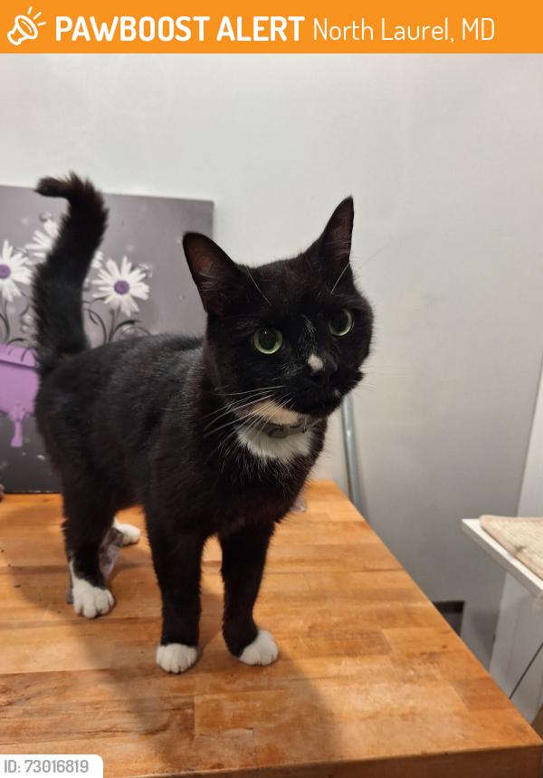 Found/Stray Male Cat last seen Horsham Dr and Glendower Ct, North Laurel, MD 20723