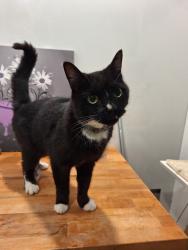 Found/Stray Male Cat last seen Horsham Dr and Glendower Ct, North Laurel, MD 20723