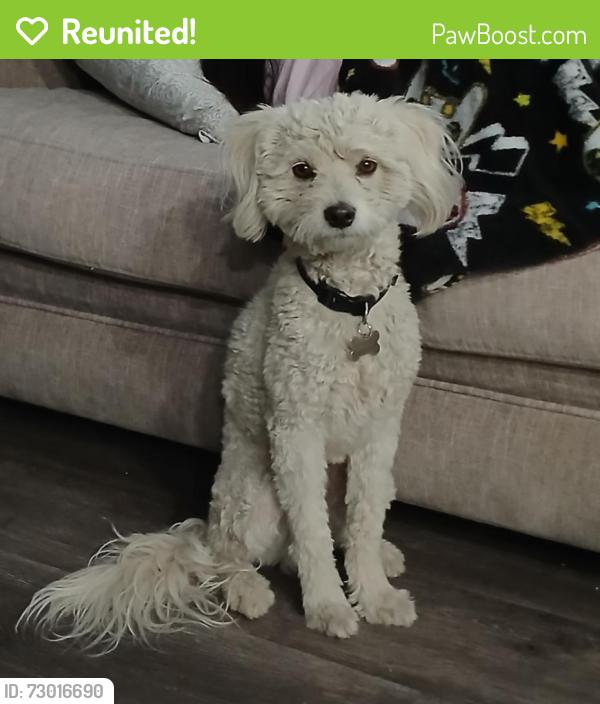 Reunited Male Dog last seen Twin Lakes Elemenraty School, Las Vegas, NV 89107