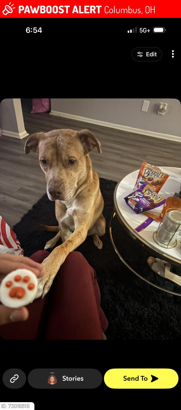 Lost Male Dog last seen Near camp Chase , Columbus, OH 43204