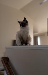 Lost Female Cat last seen Woods rd se port orchard, Kitsap County, WA 98366