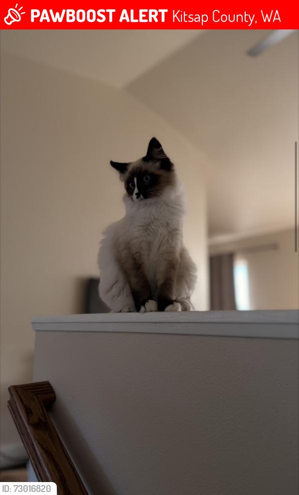 Lost Female Cat last seen Woods rd se port orchard, Kitsap County, WA 98366