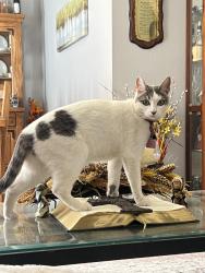 Lost Female Cat last seen Greens and High View Vally Verde Green Valley Ranch, Henderson, NV 89014