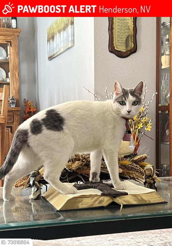 Lost Female Cat last seen Greens and High View Vally Verde Green Valley Ranch, Henderson, NV 89014
