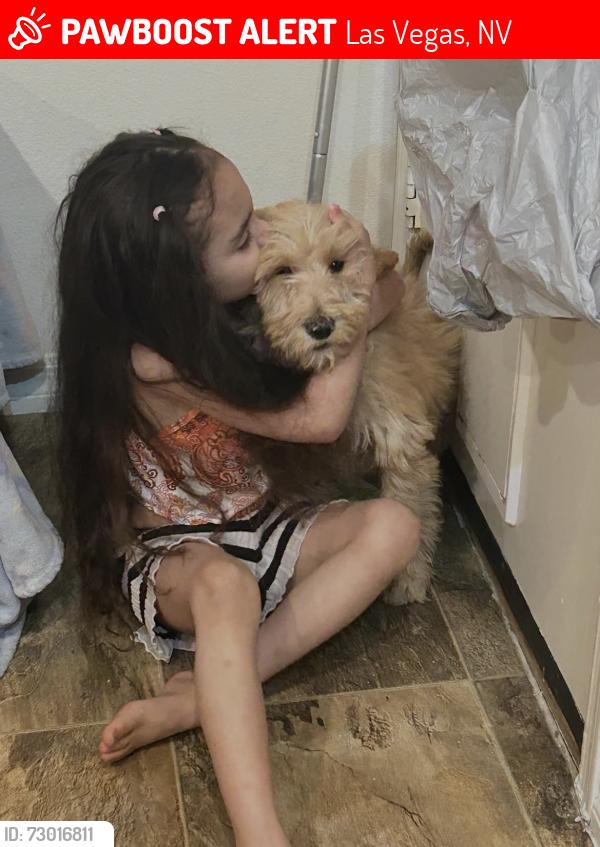 Lost Male Dog last seen Cheyanne , Durango , Las Vegas, NV 89129
