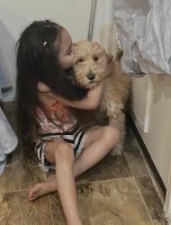 Lost Male Dog last seen Cheyanne , Durango , Las Vegas, NV 89129