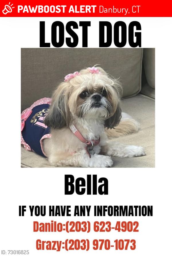 Lost Female Dog last seen Danbury Pal, Danbury, CT 06811