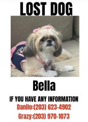 Lost Female Dog last seen Danbury Pal, Danbury, CT 06811
