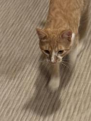 Found/Stray Male Cat last seen Farmington woods, Cary, NC 27511