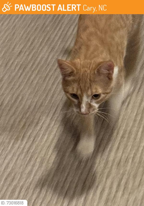 Found/Stray Male Cat last seen Farmington woods, Cary, NC 27511