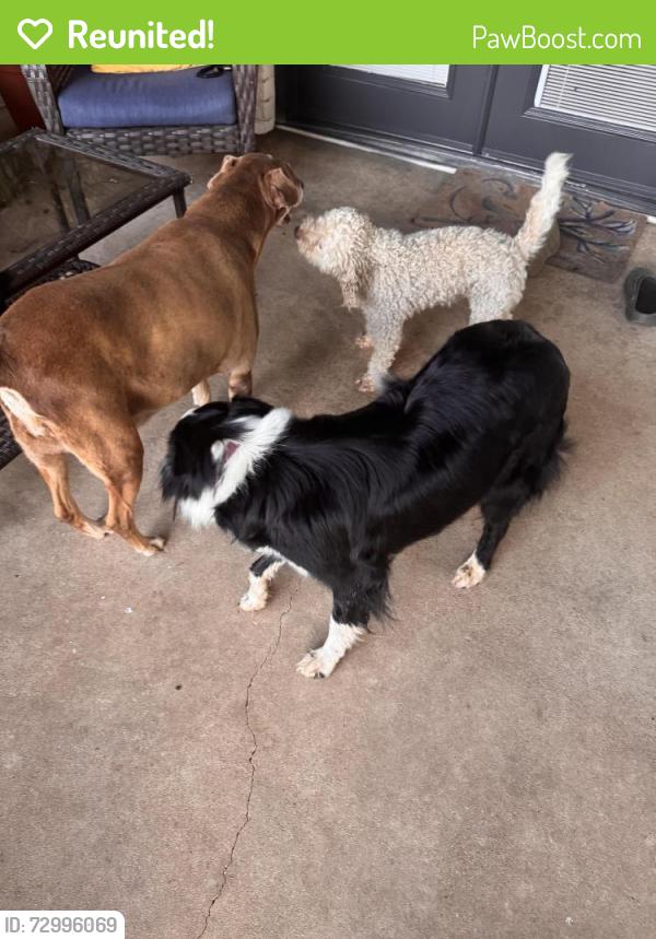 Reunited Male Dog last seen Stone dr , Fort Worth, TX 76028