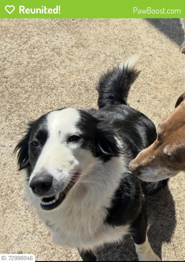 Reunited Female Dog last seen Stone Dr , Fort Worth, TX 76028