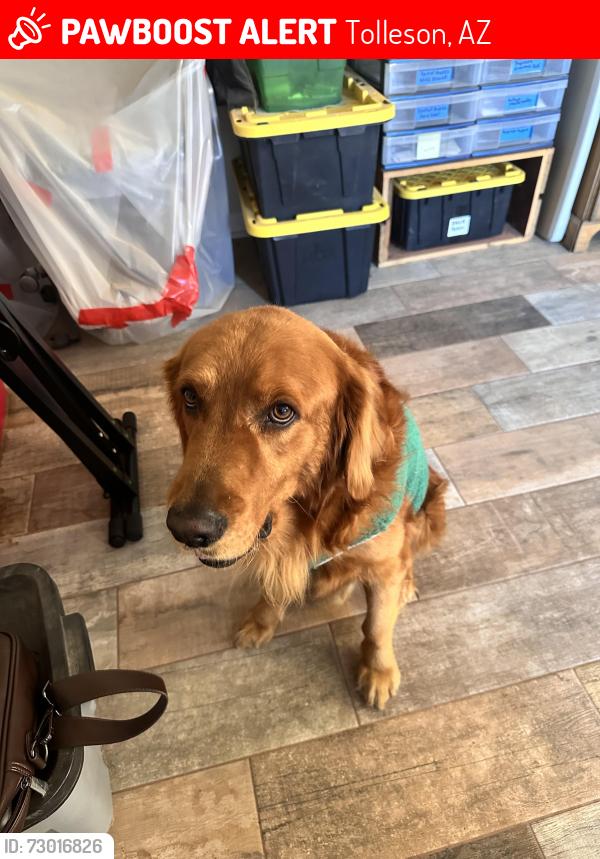 Lost Male Dog last seen 107th Ave/ S Avondale Blvd & Southern Ave, Tolleson, AZ 85353
