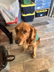 Lost Male Dog last seen 107th Ave/ S Avondale Blvd & Southern Ave, Tolleson, AZ 85353