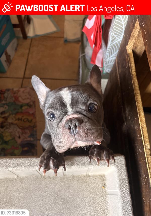Lost Male Dog last seen Main st, Los Angeles, CA 90031