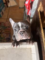 Lost Male Dog last seen Main st, Los Angeles, CA 90031