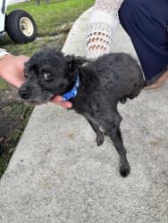 Found/Stray Male Dog last seen Haverhill and Summit, West Palm Beach, FL 33415
