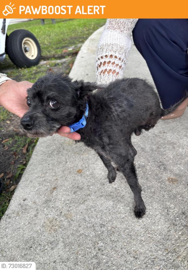 Found/Stray Male Dog last seen Haverhill and Summit, West Palm Beach, FL 33415