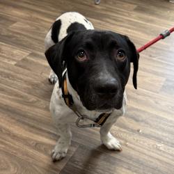 Shelter Stray Male Dog last seen Near Clairemont Drive, San Diego, CA, 92117, 5500 Gaines St, San Diego, CA 92110, USA
