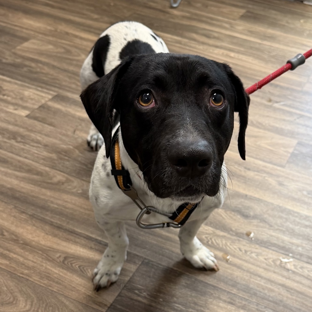 Shelter Stray Male Dog last seen Near Clairemont Drive, San Diego, CA, 92117, 5500 Gaines St, San Diego, CA 92110, USA