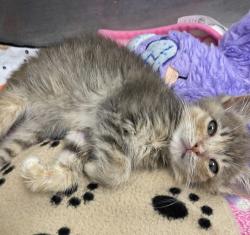 Shelter Stray Female Cat last seen Sunset Lane, San Diego, CA, 92173, 5500 Gaines St, San Diego, CA 92110, USA