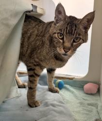 Shelter Stray Male Cat last seen Near Pescadero Avenue, San Diego, CA, 92107, 5500 Gaines St, San Diego, CA 92110, USA