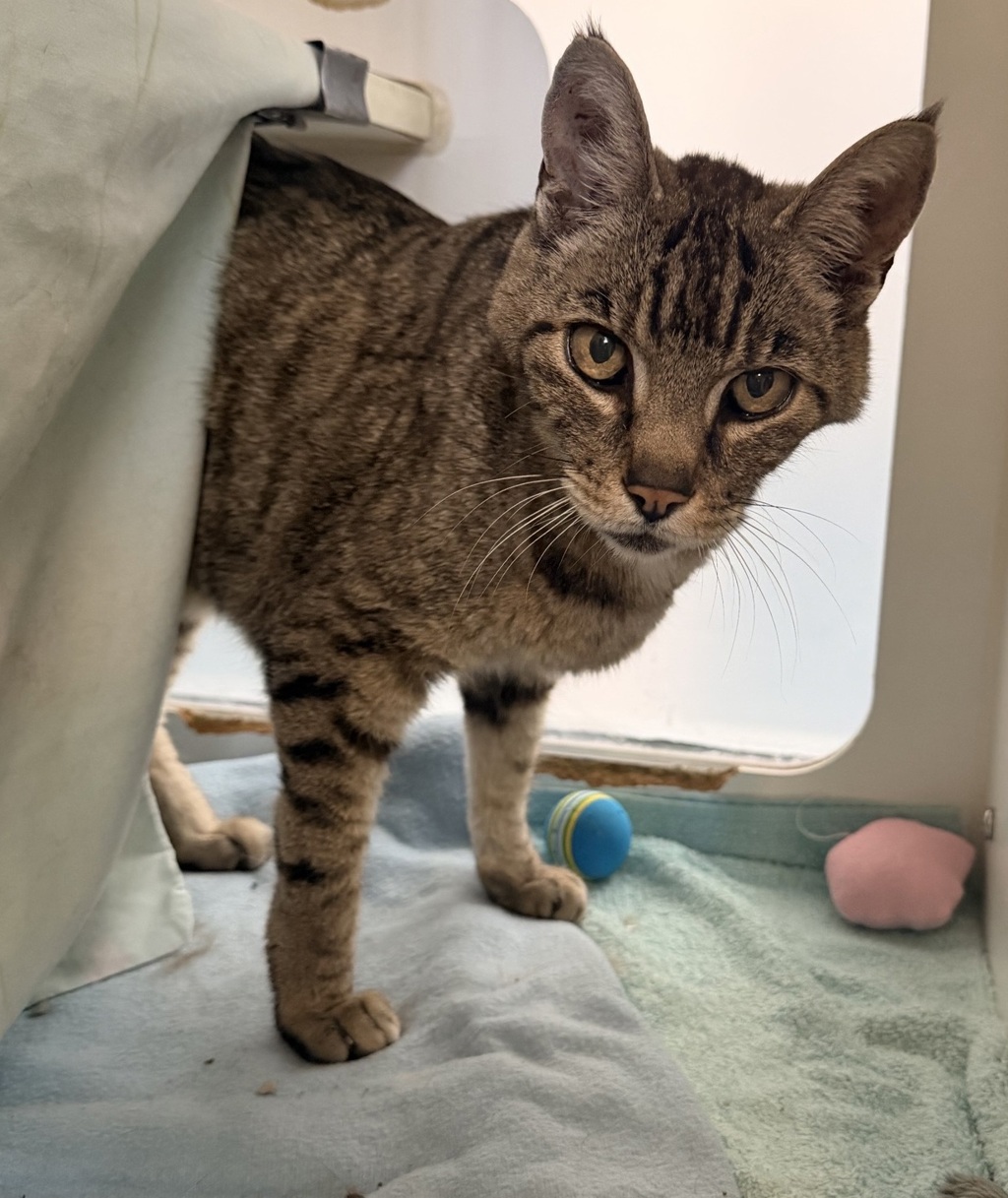 Shelter Stray Male Cat last seen Near Pescadero Avenue, San Diego, CA, 92107, 5500 Gaines St, San Diego, CA 92110, USA