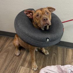 Shelter Stray Female Dog last seen Buenos Aires Norte Tijuana, Tijuana, BC, 22000, Mexico, 5500 Gaines St, San Diego, CA 92110, USA