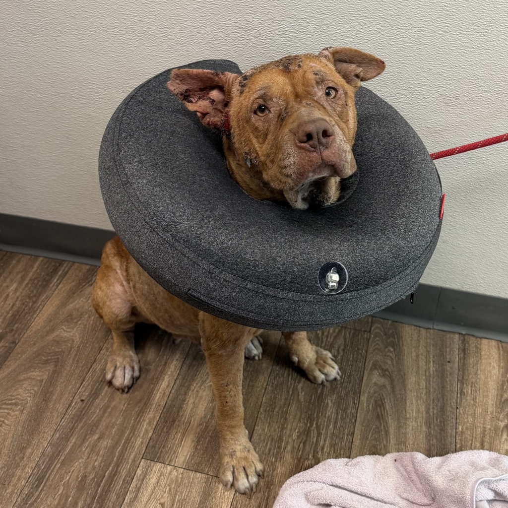 Shelter Stray Female Dog last seen Buenos Aires Norte Tijuana, Tijuana, BC, 22000, Mexico, 5500 Gaines St, San Diego, CA 92110, USA