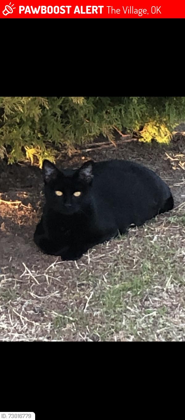 Lost Female Cat last seen Churchill Way and Village Drive, The Village, The Village, OK 73120