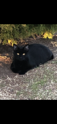 Lost Female Cat last seen Churchill Way and Village Drive, The Village, The Village, OK 73120