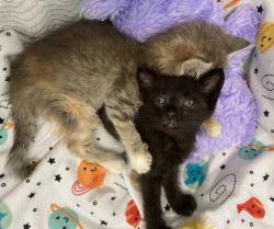 Shelter Stray Female Cat last seen Near Clay Avenue, San Diego, CA, 92113, 5500 Gaines St, San Diego, CA 92110, USA