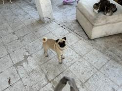 Lost Male Dog last seen Segerstrom & raitt, Santa Ana, CA 92704