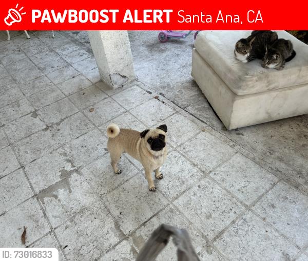 Lost Male Dog last seen Segerstrom & raitt, Santa Ana, CA 92704