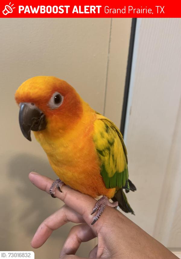 Lost Male Bird last seen Near Walmart and Arkansas ln, Grand Prairie, TX 75052